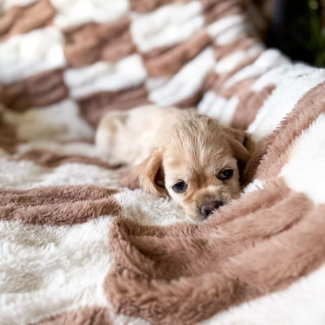 Teddy — Cocker Spaniel puppy