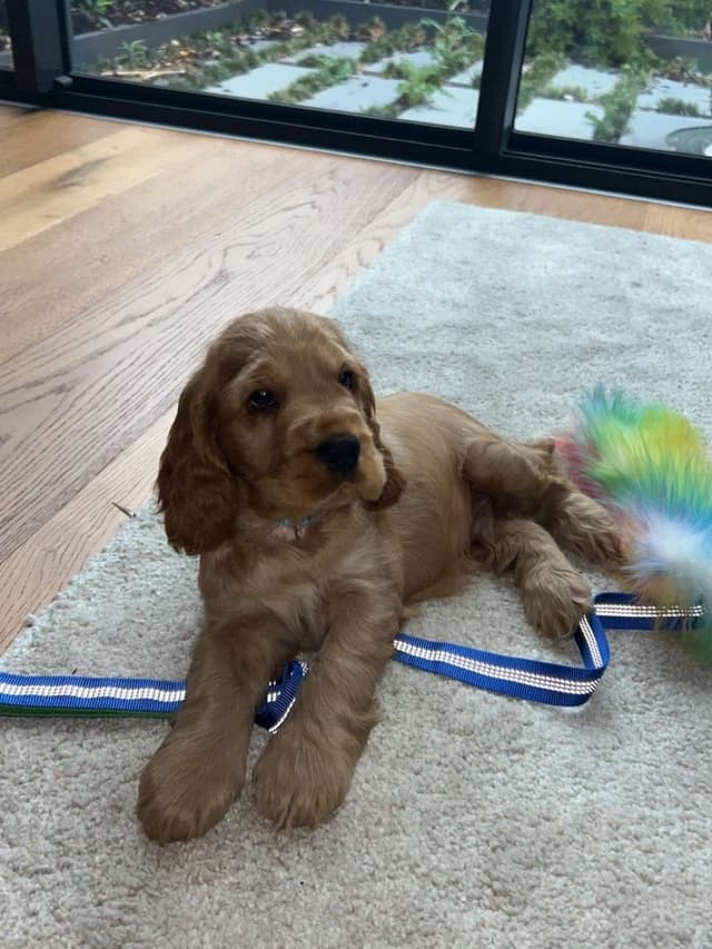Murphy