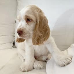 Milo photo 1