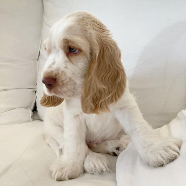Milo — Cocker Spaniel puppy