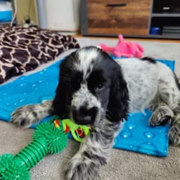 Louie photo 1