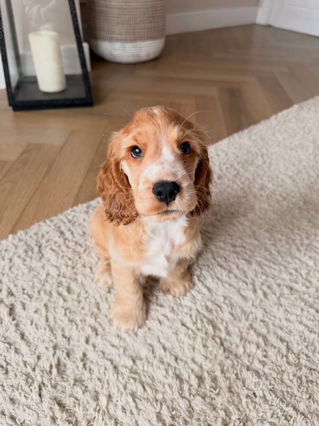 Jasper — Cocker Spaniel puppy