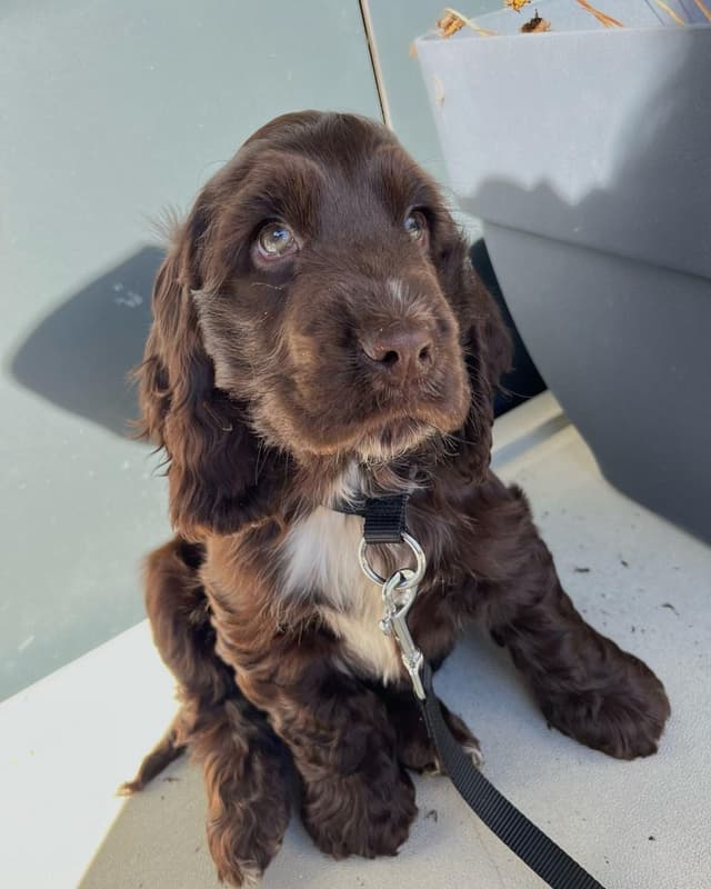 Finn — Cocker Spaniel puppy