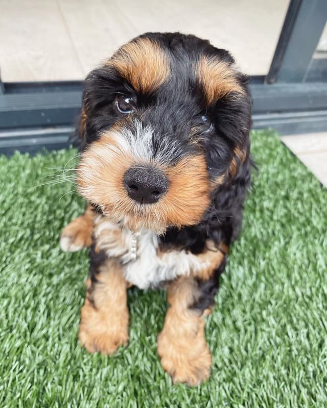Cooper — Cocker Spaniel puppy