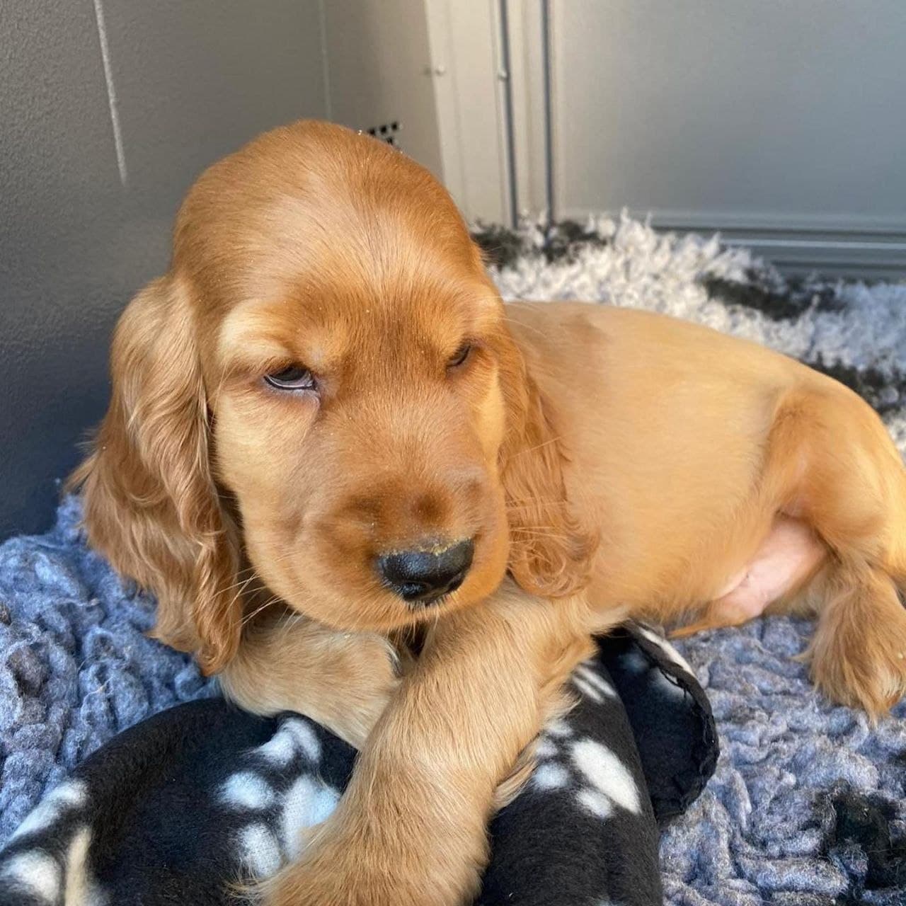 Charlie — Chocolate Roan & Tan Cocker Spaniel puppy, image 1