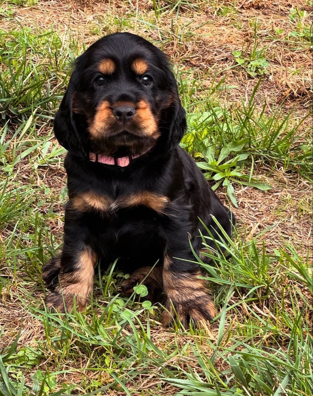 Benny — Solid Dark Chocolate Cocker Spaniel puppy, image 1