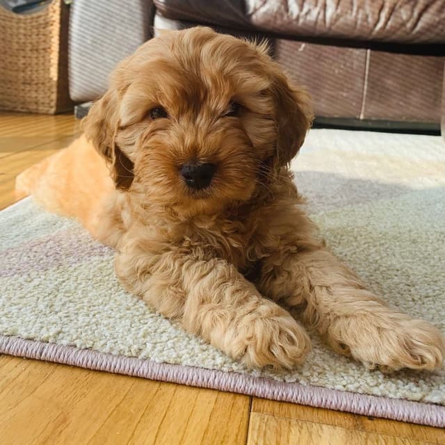 Archie — Cocker Spaniel puppy