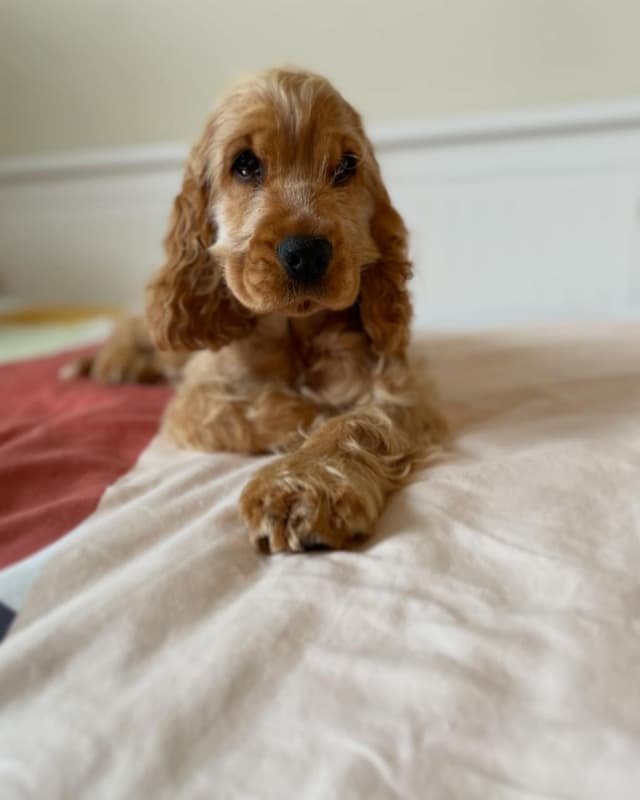 Ruby — Cocker Spaniel puppy