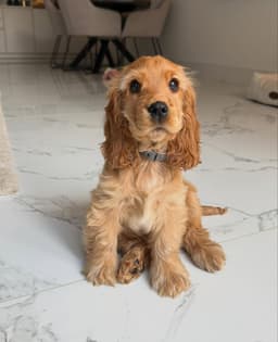 Poppy photo 1