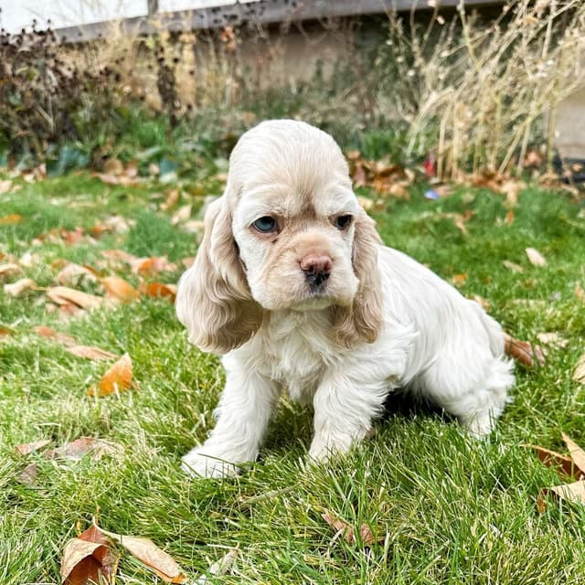 Molly — Cocker Spaniel puppy