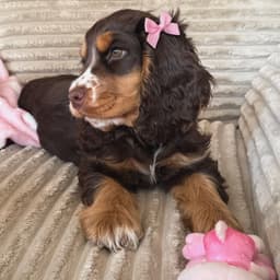 Millie photo 1