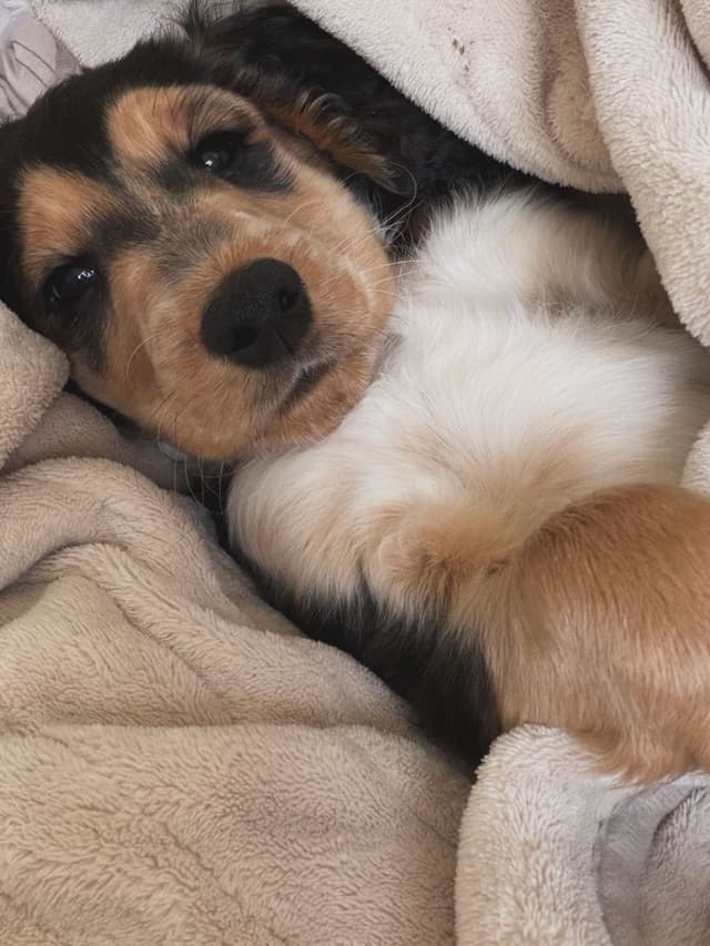 Lucy — Cocker Spaniel puppy