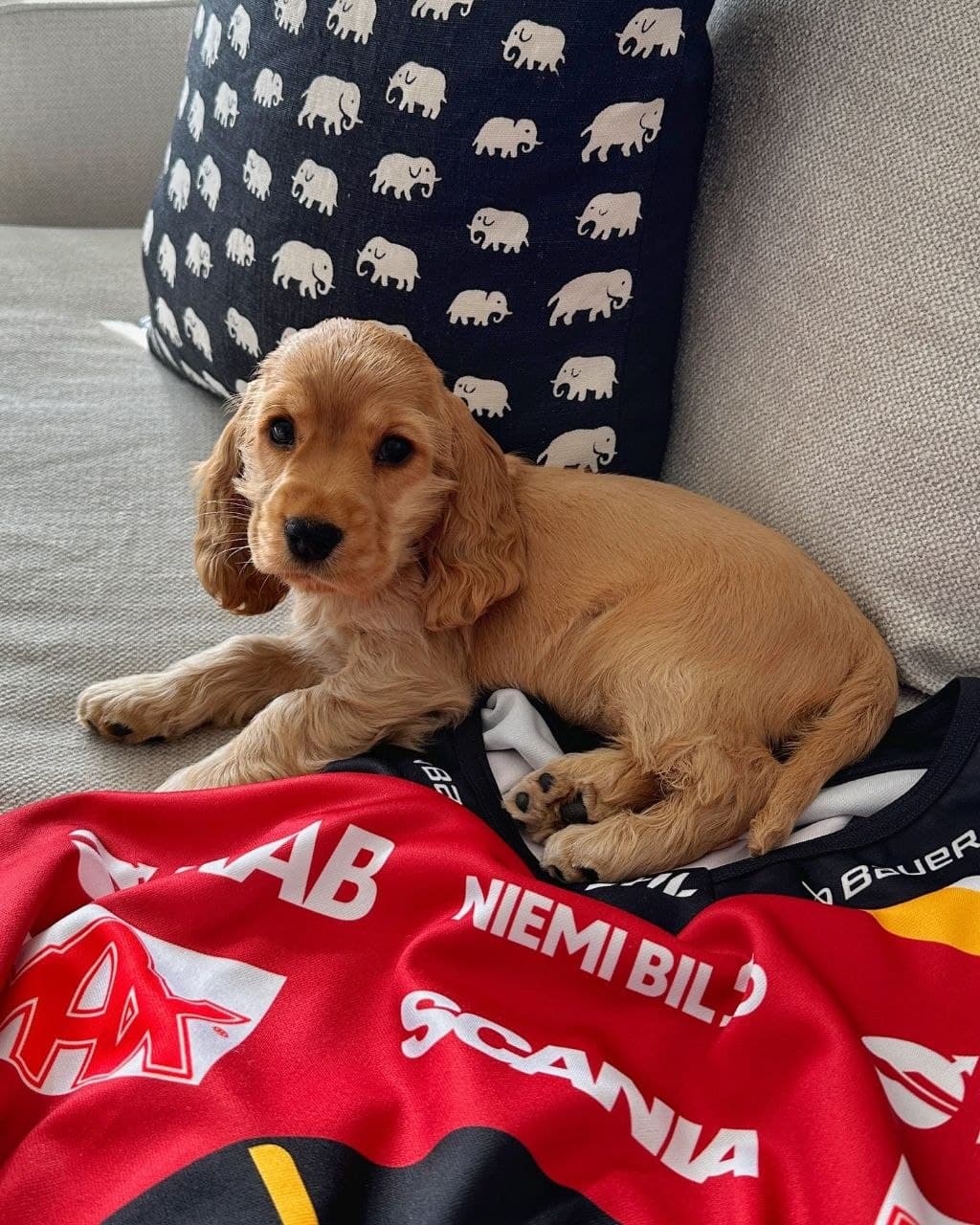 Lily — Honey Golden / Buff Cocker Spaniel puppy, image 1