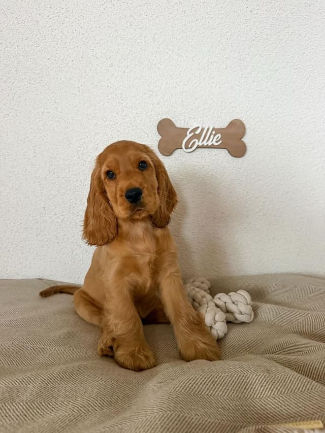 Ellie — Cocker Spaniel puppy