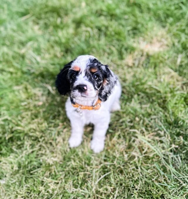 Daisy — Cocker Spaniel puppy