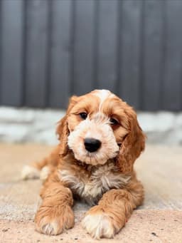Bella photo 1
