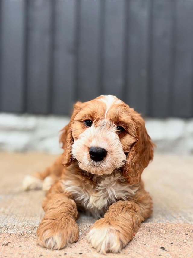 Bella — Cocker Spaniel puppy