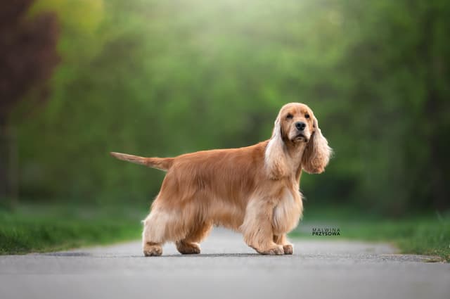 Athena — Cocker Spaniel