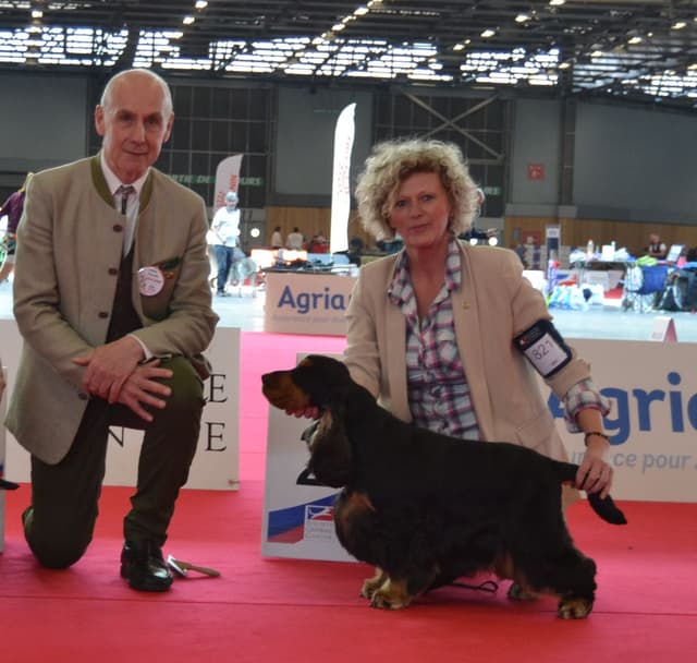 Marley — Cocker Spaniel