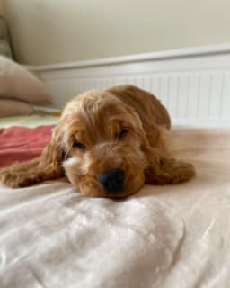 Ruby photo 2