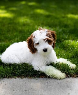Rosie photo 2