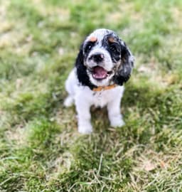 Daisy photo 2