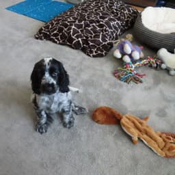 Louie photo 3