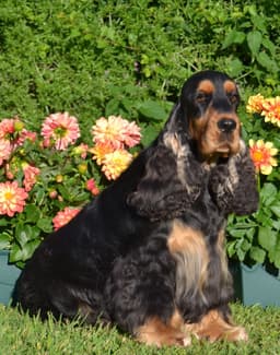 Marley photo 3