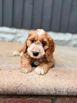 Bella photo 4