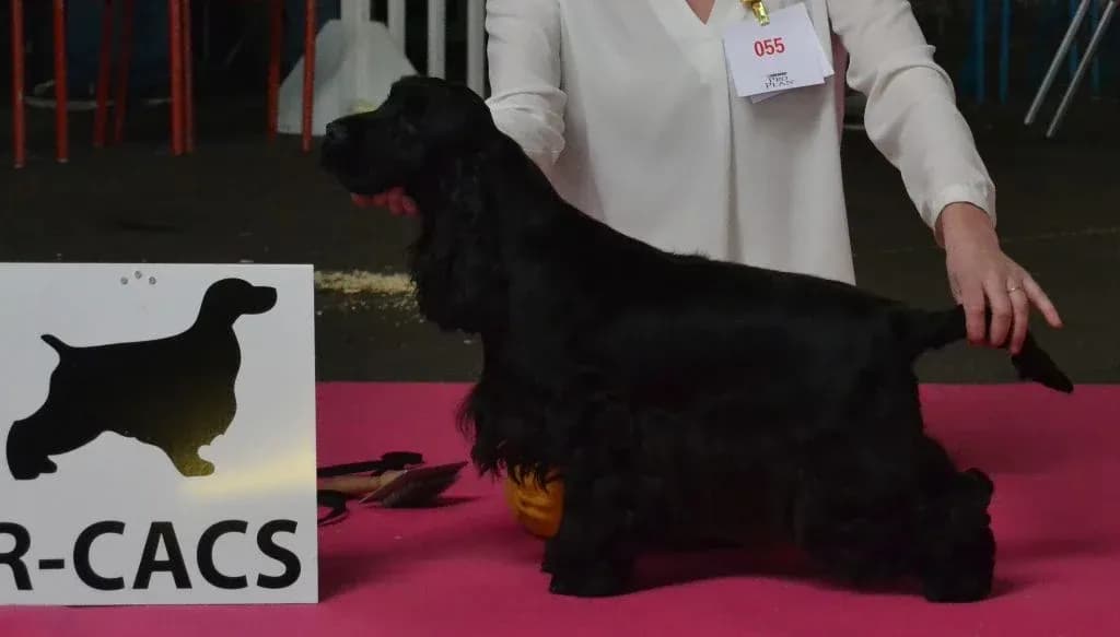 Rebel — Black & White Parti Cocker Spaniel, photo 1