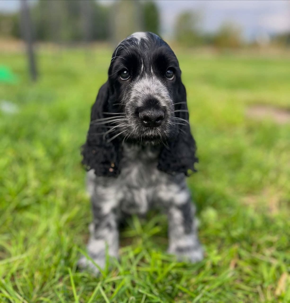 Winston — Blue Roan Cocker Spaniel puppy, image 1