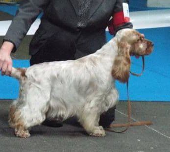 Bowie — Blue Roan Cocker Spaniel, photo 1