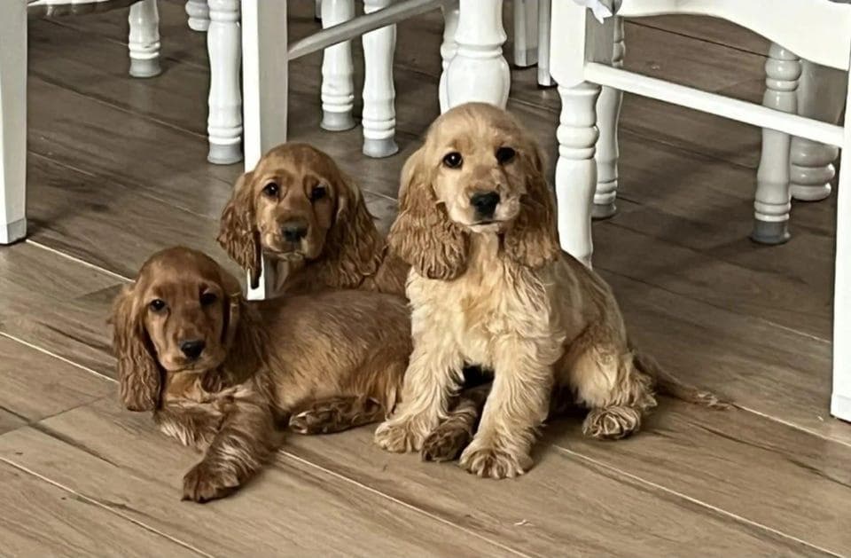 Cocker Spaniel puppies raised inside our home